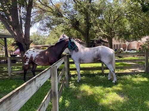 Sonesta Farms photo 19