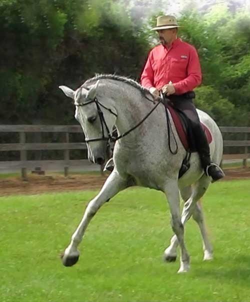 Raul Arredondo, WE trainer and horse at Sonesta Farms