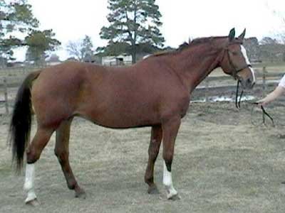 Diende Hanoverian mare conformation