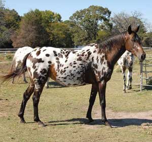 CCS Eleanor Knabstrupper mare