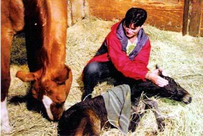Foal imprinting at Sonesta Farms