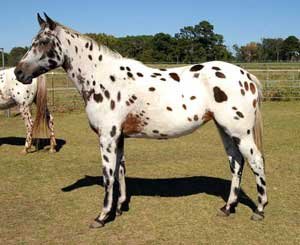 Macarns Tzshamrock Knabstrupper mare